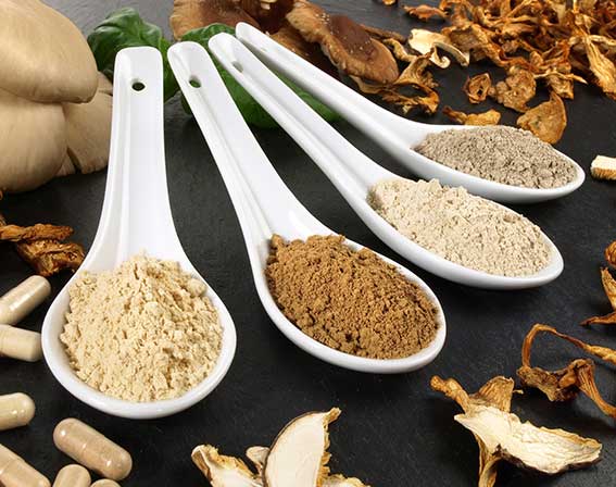 Vitalpilze / Mykotherapie